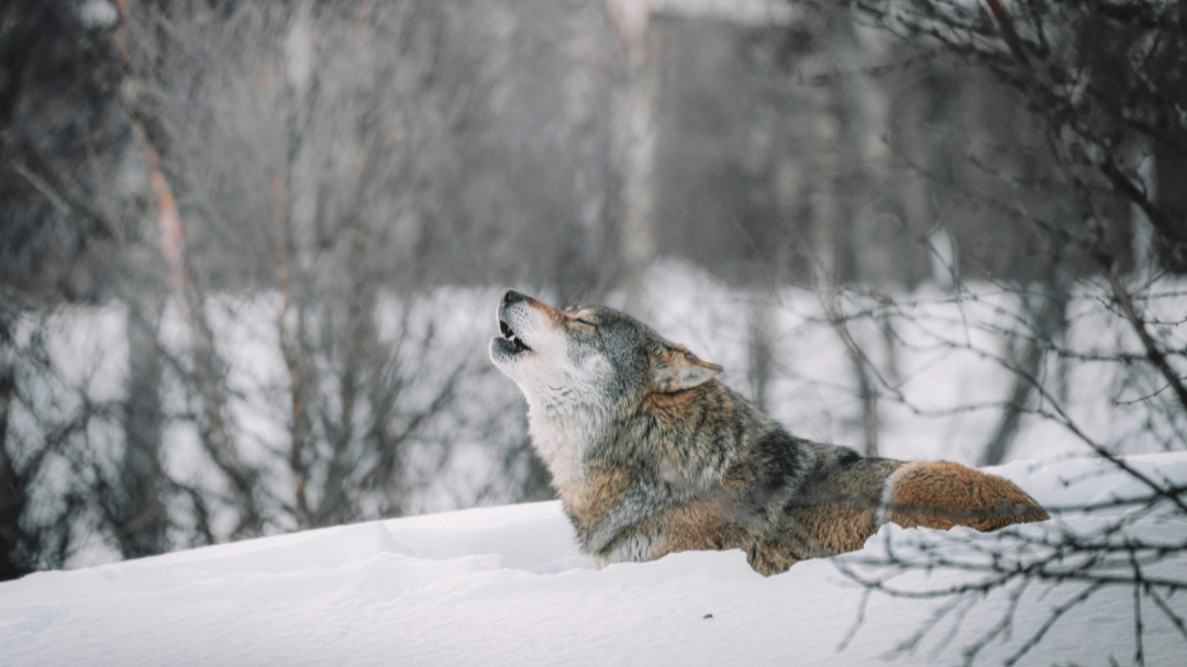 The Wolves We Feed