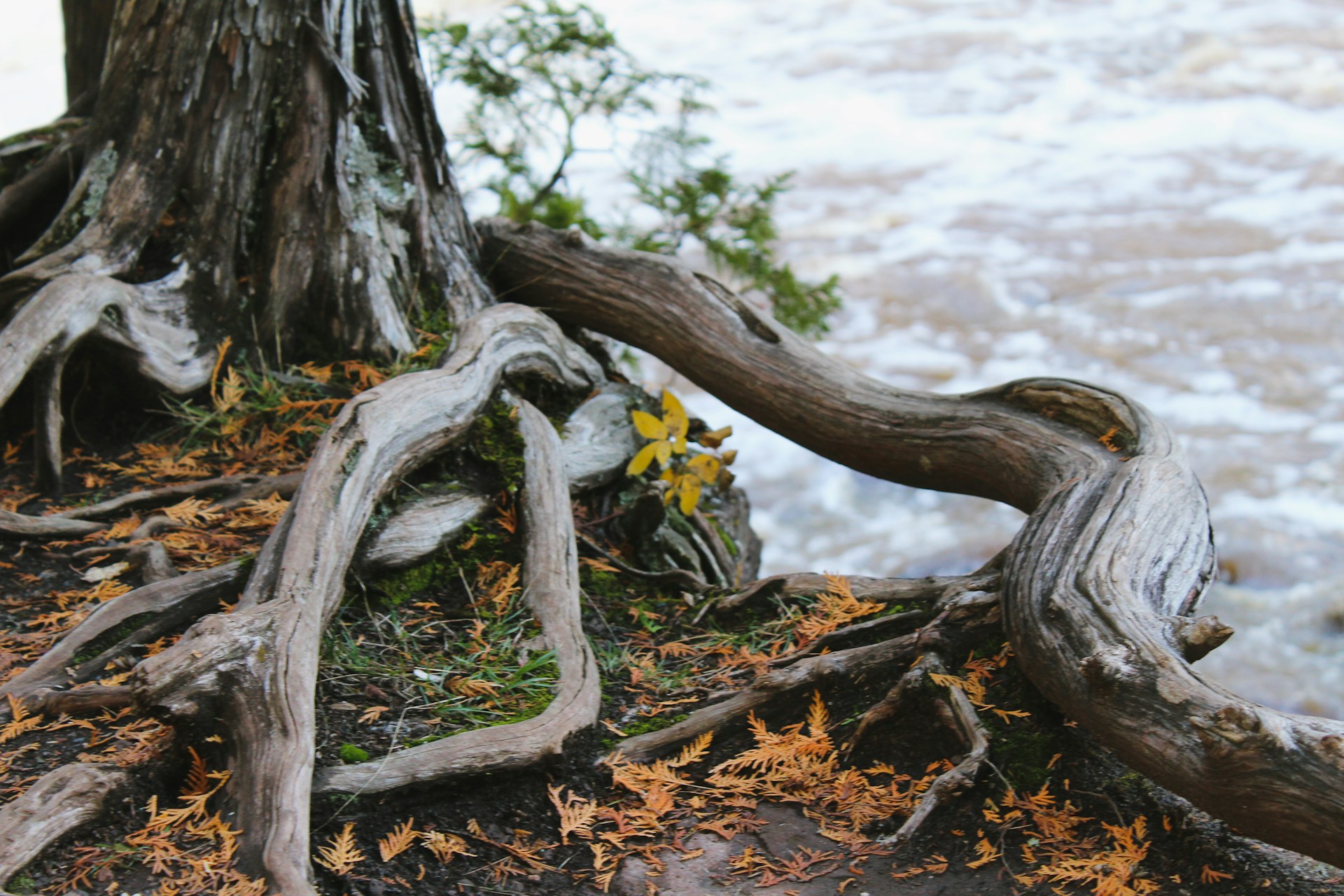 The ecology of capacity